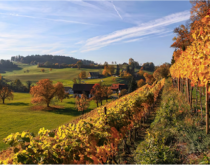 Wine Country